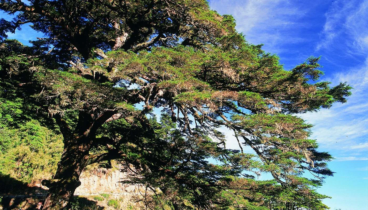 塔塔加大鐵杉